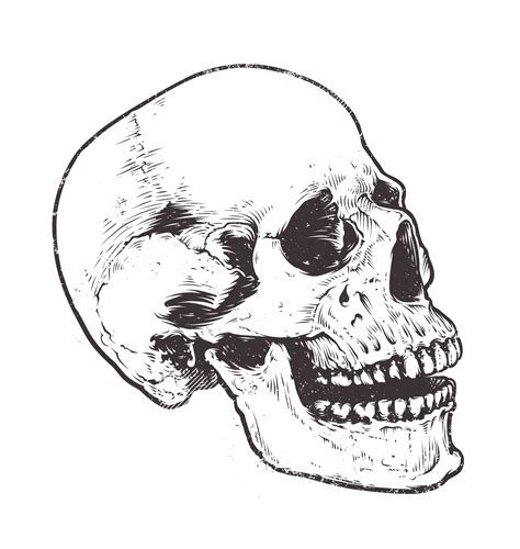 Anatomic Skull Vector 305697 Vector Art At Vecteezy