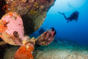 Things To Do In Pompano Beach Scuba Adventures At Shipwreck Park My Xxx Hot Girl