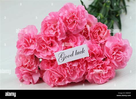 Good Luck Card With Pink Carnation Flowers Stock Photo Alamy