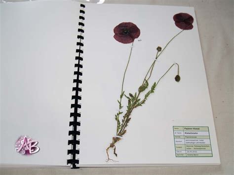 Weitere ideen zu gestalten, herbarium vorlage, deckblatt gestalten. Atelier Andrea Baron: Kleines Herbarium