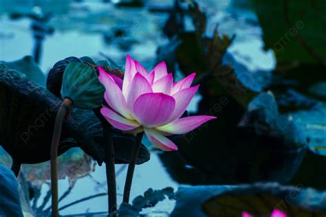 A Lotus Flower Blooms By The Lake In The Daytime Background And Picture