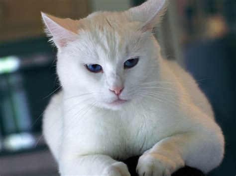 Dengan memberi nama untuk kucing, kamu bisa lebih mudah untuk memanggilnya pada setiap kegiatan yang dilakukan dalam keseharian. Nama Nama Kucing Dalam Bahasa Arab unik - Kucing Betina ...