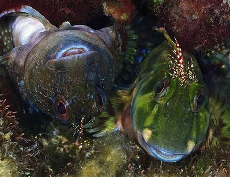 The Secret Life Of Fish Down On The Ocean Floor