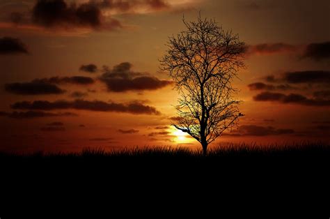 1600x1200 Wallpaper Silhouette Of Tree During Sunset Peakpx