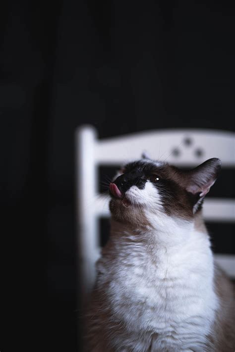 Cat Tongue Protruding Funny Cute Pet Hd Phone Wallpaper Peakpx