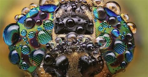 these extreme close ups of insects are both stunning and scary all at once
