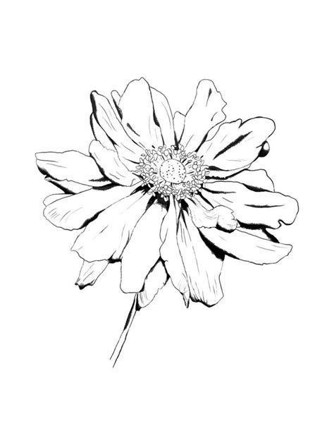 Image Detail For Flower Drawing By ~kingrowena On Deviantart Plant
