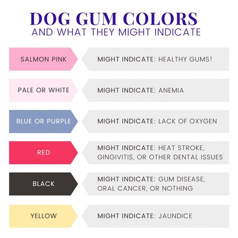 What Color Should A Dogs Gums Be