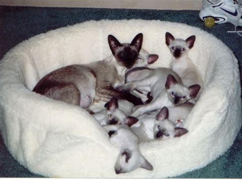 Siamese Cats Home Your Cat Will Be Happy