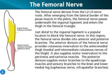 The Femoral Nerve Innervates All Of The Following Muscles Except