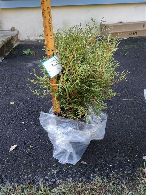 Mr Bowling Ball Arborvitae Thuja Occidentalis Linesvillebobozam