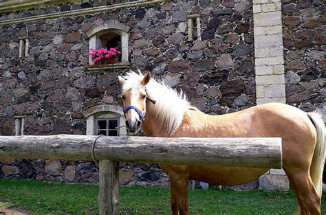 horse pictures  estonia  equinest