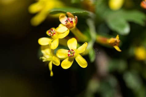 Beautiful Little Yellow Flowers In Nature Macro Stock Photo Image Of