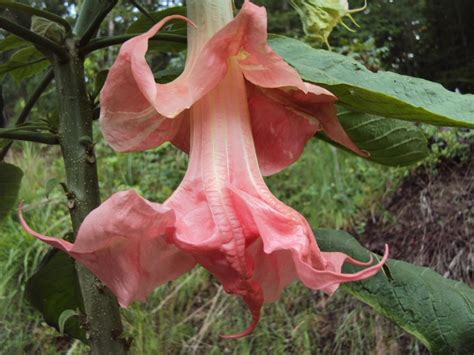 Angels Trumpet Brugmansia Pink Perfektion In The Angels Trumpets