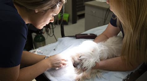 Dermatology Services For Pets Forest Crossing Animal Hospital