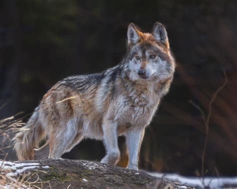 Everything You Need To Know About Americas Rewilding Of The Gray Wolf