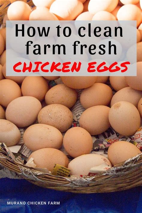 Now, do you know how to check whether an egg is still fresh or not? How to clean fresh eggs in 2020 | Backyard chickens eggs ...