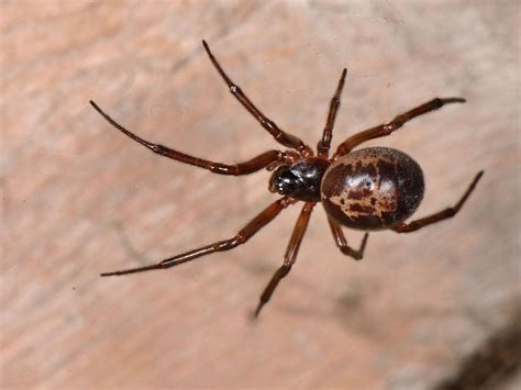How To Get Rid Of A False Black Widow Spider Black Widow Spiders How