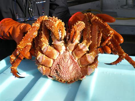 Golden King Crab Price How Do You Price A Switches