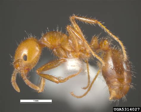 Red Imported Fire Ant Solenopsis Invicta
