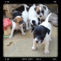 You can be their home. Jack Russel Terrier Puppies For Sale - Durban - free ...