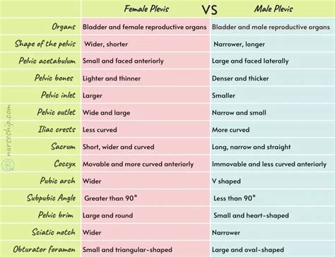 Male Pelvis Vs Female Pelvis Anatomy What Is The Difference Nurseship