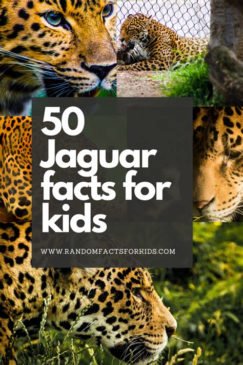 50 Interesting Facts About Jaguars Random Facts For Kids