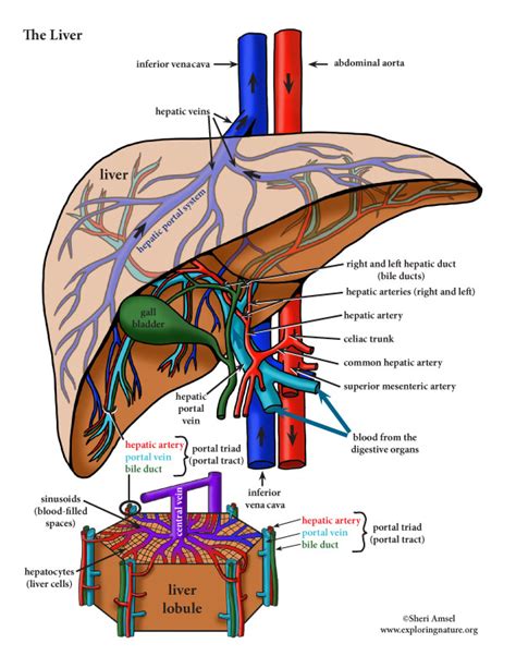 Liver Anatomy Diagram