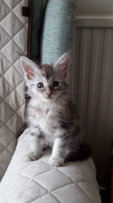 Maine coon kittens for sale craigslist virginia. Maine Coon Cats For Sale | Charleston, WV #296363