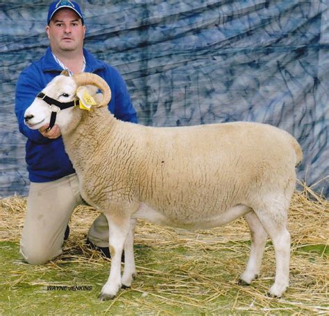 Wiltshire Horn Sheep Livestock Conservancy Sheep Breeds