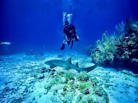Diving is the sport of jumping or falling into water from a platform or springboard, sometimes while performing acrobatics. Best Scuba Diving in Belize: Ultimate Guide and Top Dive Sites | Two Wandering Soles