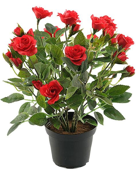 Red Potted Rose Plant Flowers