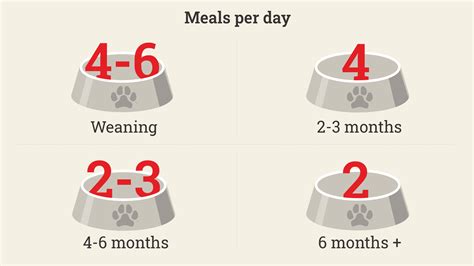 Feeding A Puppy Infographic