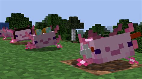 Axolotls With Hats Vanillabarebones Version Minecraft Resource