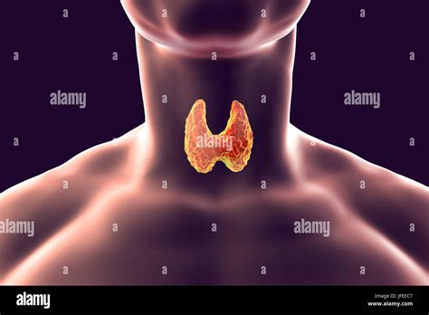 Thyroid Gland Neck Hi Res Stock Photography And Images Alamy