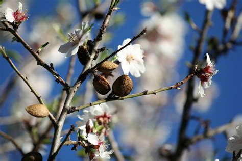Growing Almond Trees Information On The Care Of Almond Trees Almond