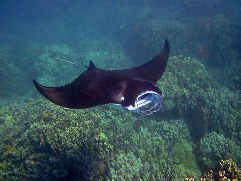Giant Manta Rays Are More Badass Than We Realized Moldy Chum