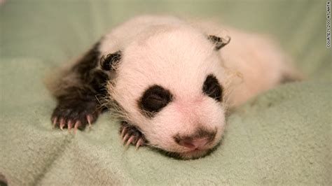 First Panda Born In Us This Year Progressing Well In Great Shape