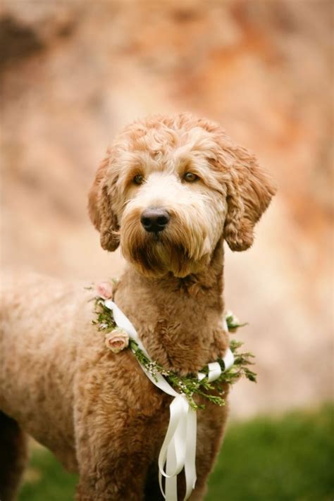 We did not find results for: A Pretty Blush and Rustic Mountain Wedding at Louland ...