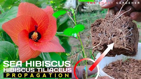How To Propagate Sea Hibiscus Grow Hibiscus Tiliaceus From Cutting