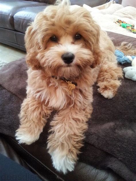 The cavapoo is a designer breed that started showing up in australia in the 1990's. Cavapoo | Cavapoo dogs, Cute dogs, Cavapoo