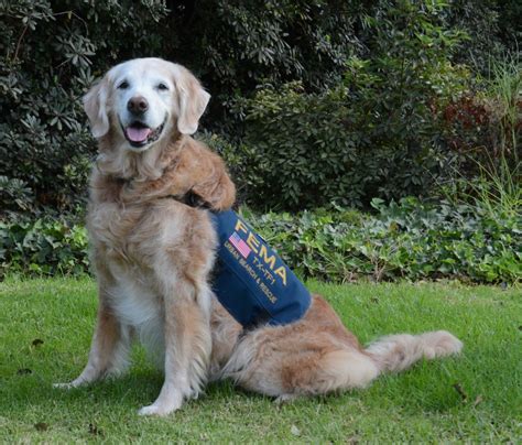 The Last Search And Rescue Dog Of 911 Has Died Dogs Today Magazine