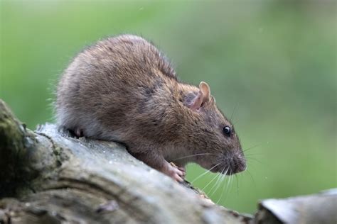 Brown Rat Permatreat Pest And Termite Control