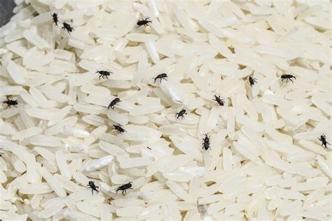 Simpan beras tanpa kutu dengan bumbu dapur rumahan. 8 Cara Hilangkan Kutu Beras Dengan Pantas Dan Berkesan