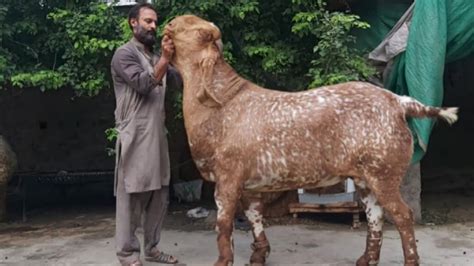 Biggest Bakra In Punjab Heera Goat Farm 200 Kg Biggest Goat In Pakistan
