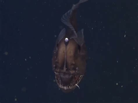 Bizarre Black Sea Devil Anglerfish Captured On Video For The First Time