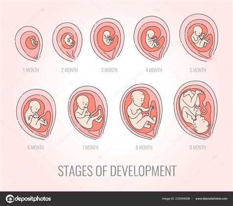 Embrión meses etapas de desarrollo vector ilustración embarazo infografía Stock Vector by