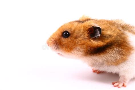 Hamster Stock Image Image Of Rodent Mouse Mammal Funny 17983511