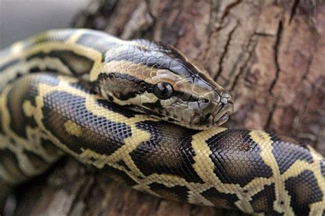 Burmese Python Care Sheet Reptiles Magazine