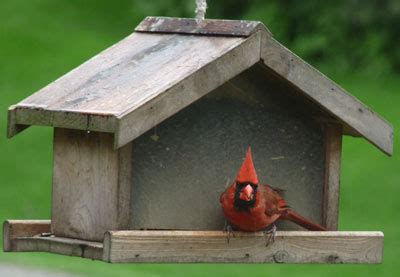 Amzn.to/pexxfl i came home to a cardinal flying around in my house. Northern Cardinal